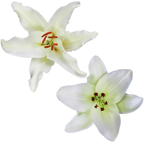 2/3 BLOOM WHITE LA & ORIENTAL LILY COMBO BOX